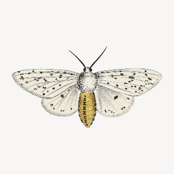Butterfly clip art, vintage insect | Free PSD Illustration - rawpixel
