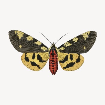 Butterfly clip art, vintage insect | Free PSD Illustration - rawpixel