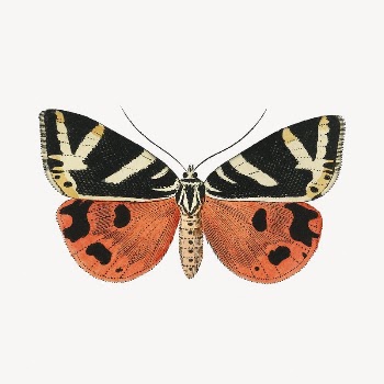 Butterfly clip art, vintage insect | Free PSD Illustration - rawpixel