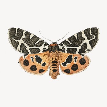 Butterfly clip art, vintage insect | Free PSD Illustration - rawpixel