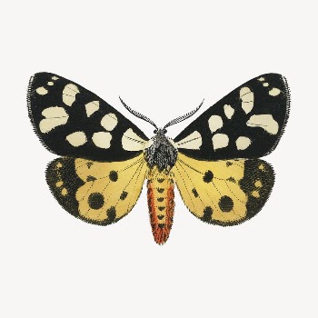 Butterfly clip art, vintage insect | Free PSD Illustration - rawpixel