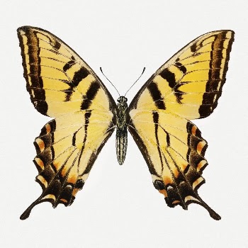 Butterfly clip art, vintage insect | Free PSD Illustration - rawpixel