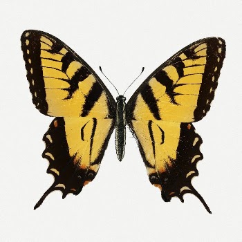 Butterfly clip art, vintage insect | Free PSD Illustration - rawpixel