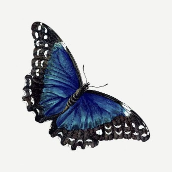 Butterfly clipart, vintage insect illustration | Free PSD Illustration - rawpixel