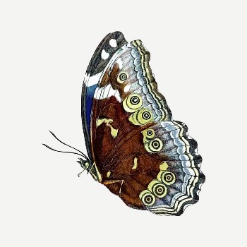 Butterfly clipart, vintage insect illustration | Free PSD Illustration - rawpixel