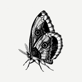 Butterfly clipart, vintage insect illustration | Free PSD Illustration - rawpixel