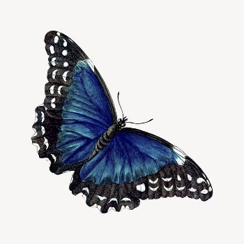 Butterfly clipart, vintage insect illustration | Free Vector Illustration - rawpixel