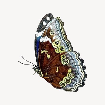 Butterfly clipart, vintage insect illustration | Free Vector Illustration - rawpixel