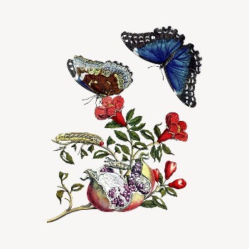 Butterfly clipart, vintage insect illustration | Free Vector Illustration - rawpixel
