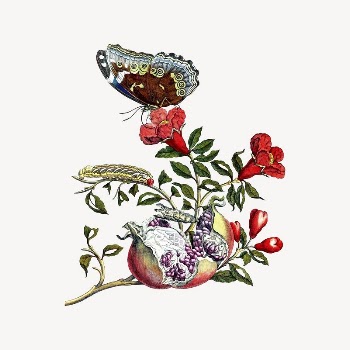 Butterfly clipart, vintage insect illustration | Free Vector Illustration - rawpixel
