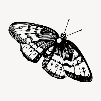 Butterfly clipart, vintage insect illustration | Free Vector - rawpixel