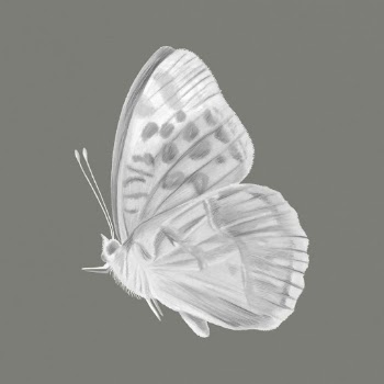 Butterfly collage element, black & | Free PSD - rawpixel