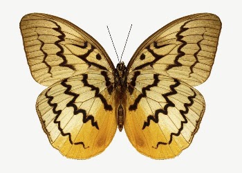 Butterfly collage element psd | Free PSD - rawpixel
