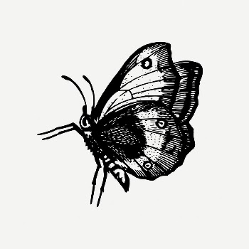 Butterfly collage element, vintage illustration | Free PSD Illustration - rawpixel