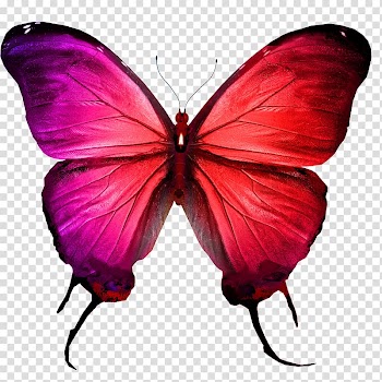 Butterfly , Colorful butterfly transparent background PNG clipart