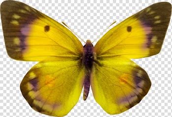 Butterfly , Colorful butterfly transparent background PNG clipart