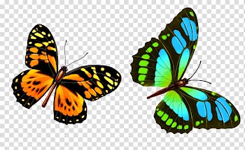 Butterfly , Colorful butterfly transparent background PNG clipart