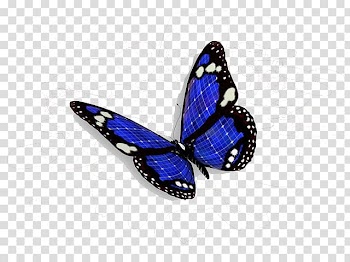 Butterfly , Colorful butterfly transparent background PNG clipart