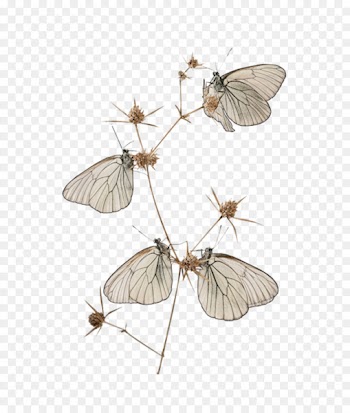 Butterfly Cramer's eighty-eight Image Mayer Vascular plant - butterfly 