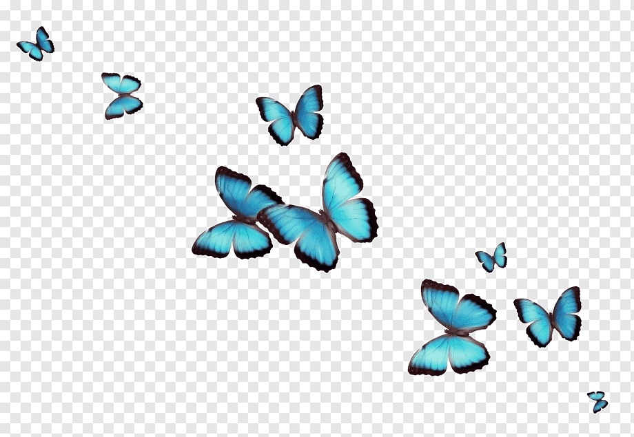 Butterfly Desktop Flower, butterfly, text, insects, color png