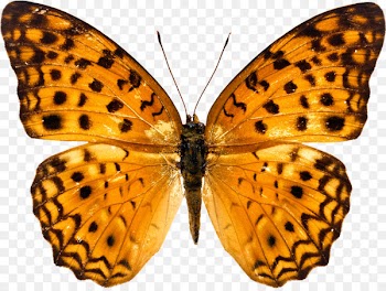 Butterfly, Desktop Wallpaper, Download, Moths And Butterflies PNG