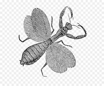 Butterfly Digital stamp Flea Drawing /m/02csf - butterfly 