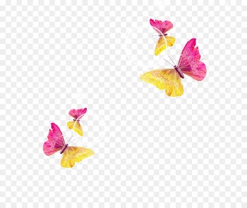 Butterfly Download - Colorful butterfly 