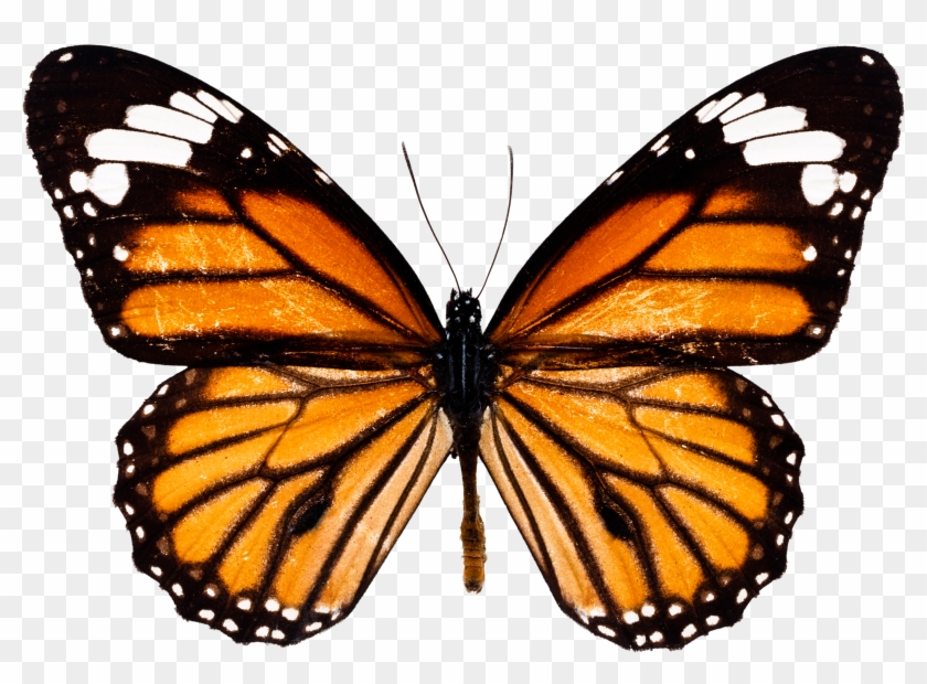 Butterfly Download Images Png Free Image - Imagenes De La Mariposa Monarca