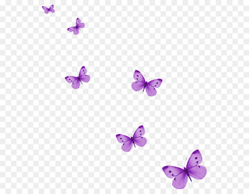 Butterfly Drawing