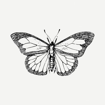 Butterfly  drawing, vintage illustration | Free PSD - rawpixel