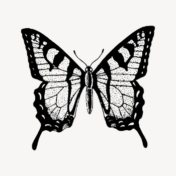 Butterfly drawing, vintage insect illustration. | Free Photo - rawpixel