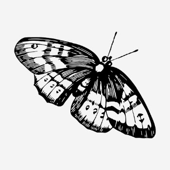 Butterfly drawing, vintage insect illustration. | Free Photo - rawpixel