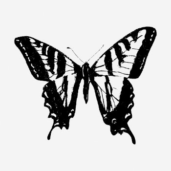 Butterfly drawing, vintage insect illustration. | Free Photo - rawpixel