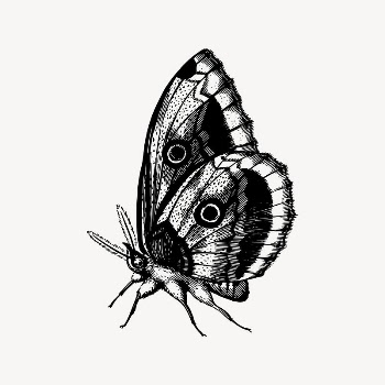 Butterfly drawing, vintage insect illustration | Free Vector Illustration - rawpixel