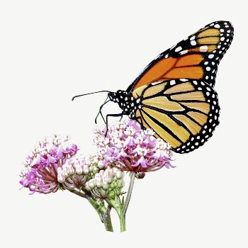 Butterfly & flower collage element | Free PSD - rawpixel