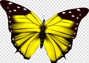 Butterfly Flower , Colorful butterfly transparent background PNG clipart