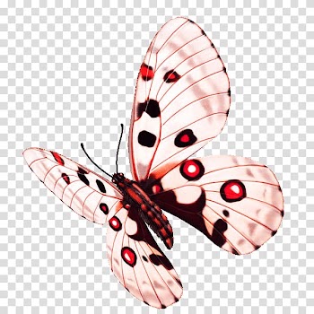 Butterfly Flower, Colorful butterfly transparent background PNG clipart