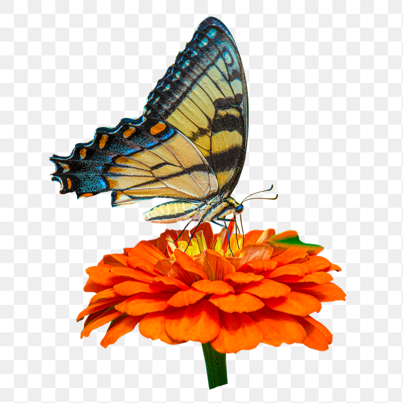 Butterfly & flower png sticker, | Free PNG - rawpixel