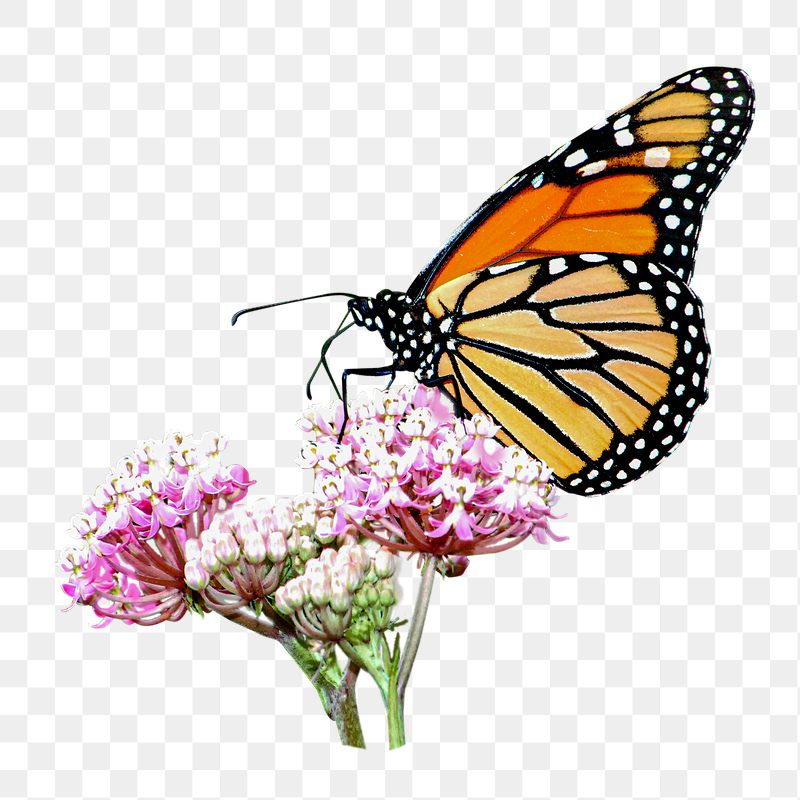 Butterfly & flower png sticker, | Free PNG - rawpixel