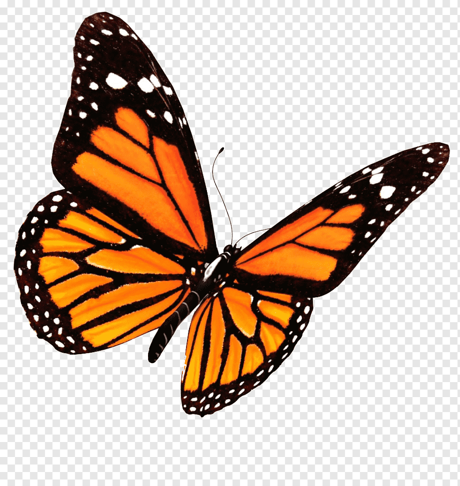 Butterfly, Flying Butterflies, animals, brush Footed Butterfly, orange png
