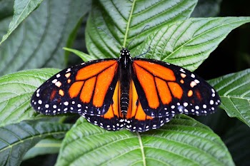 Butterfly | Free Photo - rawpixel