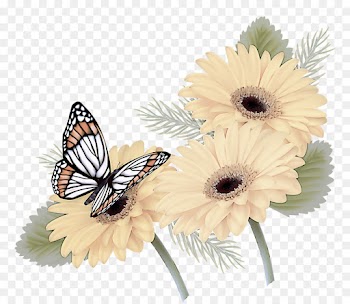 butterfly gerbera moths and butterflies insect flower