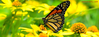 Butterfly Getting Feed From Flowers FB Cover Photo – Xee FB Covers