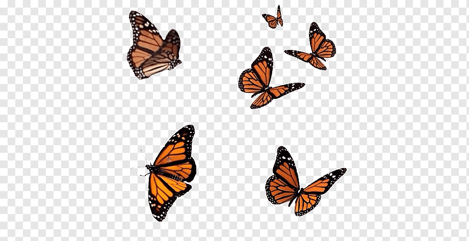 Butterfly graphy editing, butterfly, brush Footed Butterfly, insects, desktop Wallpaper png