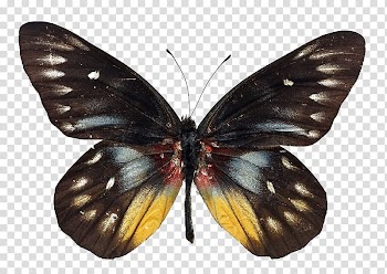 Butterfly Greta oto , Colorful butterfly transparent background PNG clipart