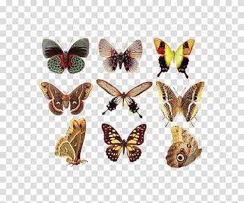 Butterfly Greta oto , Colorful butterfly transparent background PNG clipart