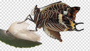 Butterfly House, Missouri Botanical Garden Charaxes jasius Caterpillar Pupa, Colorful leaves butterfly metamorphosis reborn transparent background PNG clipart