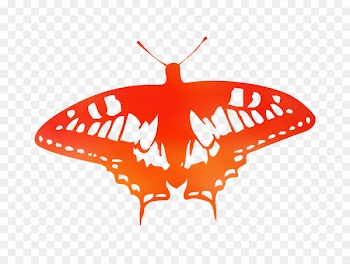 Butterfly Illustration Vector graphics Royalty-free Clip art -  