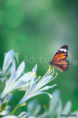 Butterfly in nature
