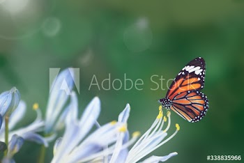 Butterfly in the wild